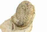 Jurassic Ammonite (Parkinsonia) Fossil With Belemnite - England #240842-1